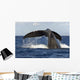Hawaii, Lanai, Tail of a humpback whale Wall Mural
