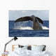 Hawaii, Lanai, Tail of a humpback whale Wall Mural