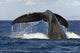Hawaii, Lanai, Tail of a humpback whale Wall Mural