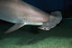 Hawaii, Scalloped hammerhead shark on the ocean floor Wall Mural