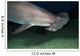 Hawaii, Scalloped hammerhead shark on the ocean floor Wall Mural