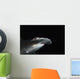 Hawaii, Scalloped hammerhead shark on the ocean floor Wall Mural