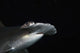 Hawaii, Scalloped hammerhead shark on the ocean floor Wall Mural