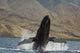 Propelling its body from the ocean Wall Mural