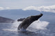 Propelling its body from the ocean Wall Mural