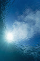 Sunlight streaming through the surface of the Pacific Ocean Wall Mural
