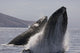 Propelling their bodies from the ocean Wall Mural