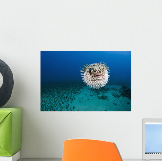 Hawaii, The spotted porcupinefish floating in deep blue pacific waters Wall Mural