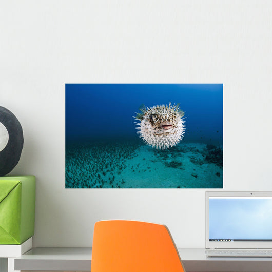 Hawaii, The spotted porcupinefish floating in deep blue pacific waters Wall Mural