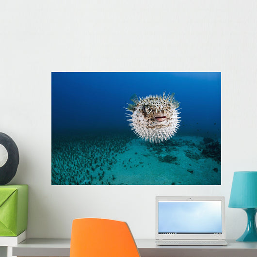 Hawaii, The spotted porcupinefish floating in deep blue pacific waters Wall Mural