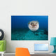 Hawaii, The spotted porcupinefish floating in deep blue pacific waters Wall Mural