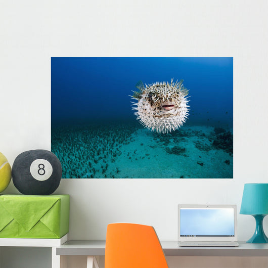 Hawaii, The spotted porcupinefish floating in deep blue pacific waters Wall Mural