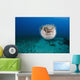 Hawaii, The spotted porcupinefish floating in deep blue pacific waters Wall Mural