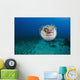 Hawaii, The spotted porcupinefish floating in deep blue pacific waters Wall Mural