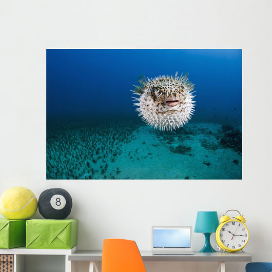 Hawaii, The spotted porcupinefish floating in deep blue pacific waters Wall Mural