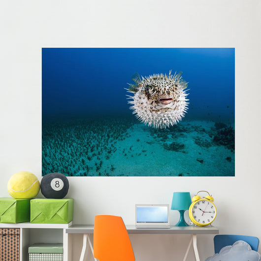 Hawaii, The spotted porcupinefish floating in deep blue pacific waters Wall Mural