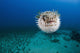 Hawaii, The spotted porcupinefish floating in deep blue pacific waters Wall Mural