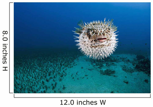 Hawaii, The spotted porcupinefish floating in deep blue pacific waters Wall Mural