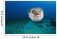 Hawaii, The spotted porcupinefish floating in deep blue pacific waters Wall Mural