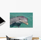 Atlantic Bottlenose Dolphin in crystal clear waters Wall Mural