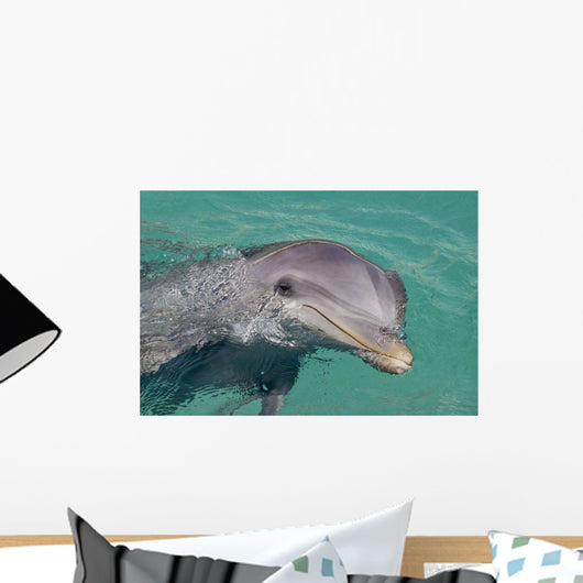 Atlantic Bottlenose Dolphin in crystal clear waters Wall Mural