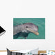 Atlantic Bottlenose Dolphin in crystal clear waters Wall Mural