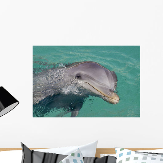Atlantic Bottlenose Dolphin in crystal clear waters Wall Mural