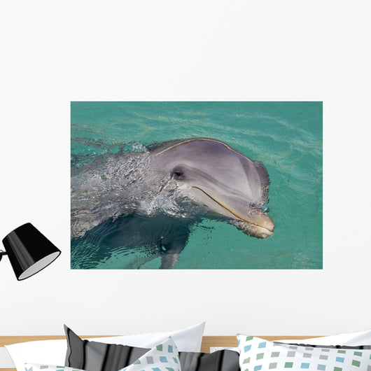 Atlantic Bottlenose Dolphin in crystal clear waters Wall Mural
