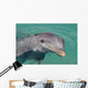Atlantic Bottlenose Dolphin in crystal clear waters Wall Mural