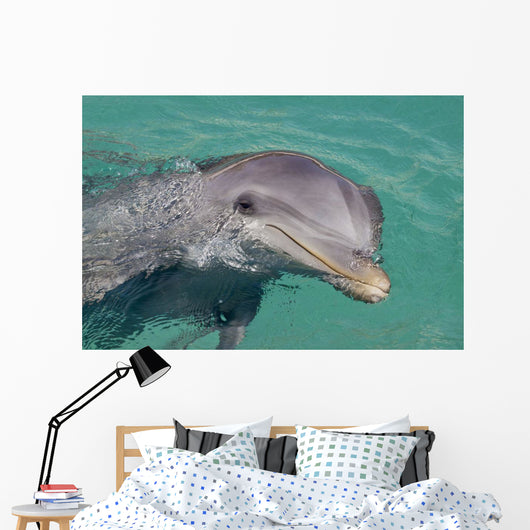 Atlantic Bottlenose Dolphin in crystal clear waters Wall Mural