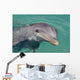 Atlantic Bottlenose Dolphin in crystal clear waters Wall Mural