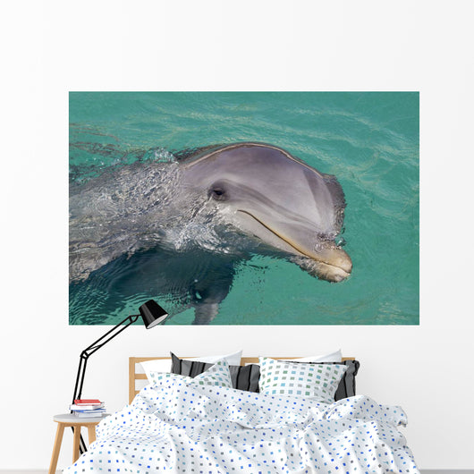 Atlantic Bottlenose Dolphin in crystal clear waters Wall Mural