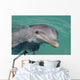 Atlantic Bottlenose Dolphin in crystal clear waters Wall Mural