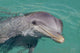 Atlantic Bottlenose Dolphin in crystal clear waters Wall Mural
