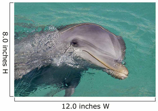 Atlantic Bottlenose Dolphin in crystal clear waters Wall Mural