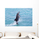 Atlantic Bottlenose Dolphin leaps from the water Wall Mural