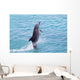 Atlantic Bottlenose Dolphin leaps from the water Wall Mural