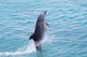 Atlantic Bottlenose Dolphin leaps from the water Wall Mural