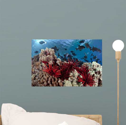 Slate pencil sea urchins Wall Mural
