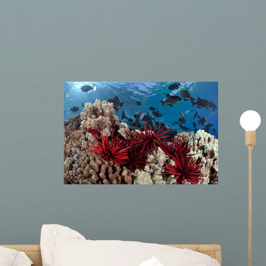 Slate pencil sea urchins Wall Mural