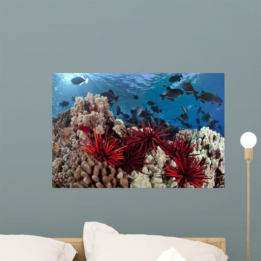 Slate pencil sea urchins Wall Mural
