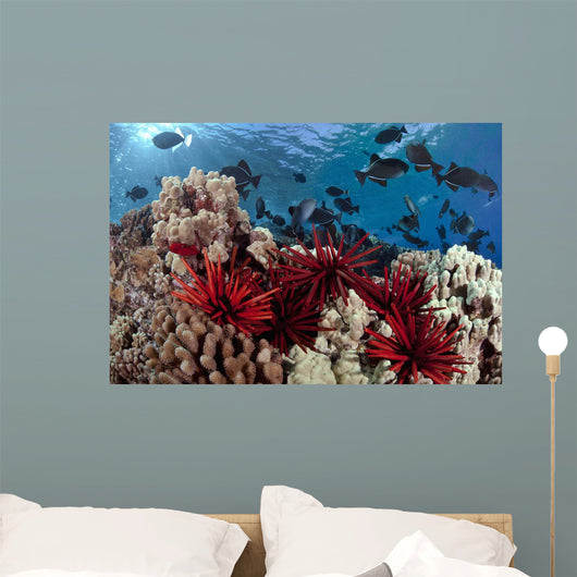 Slate pencil sea urchins Wall Mural