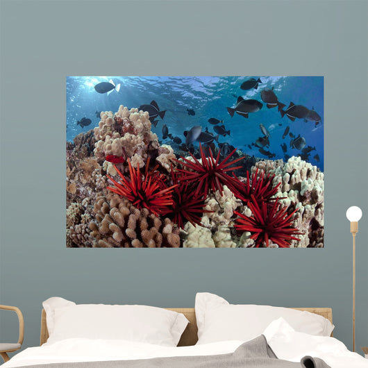 Slate pencil sea urchins Wall Mural