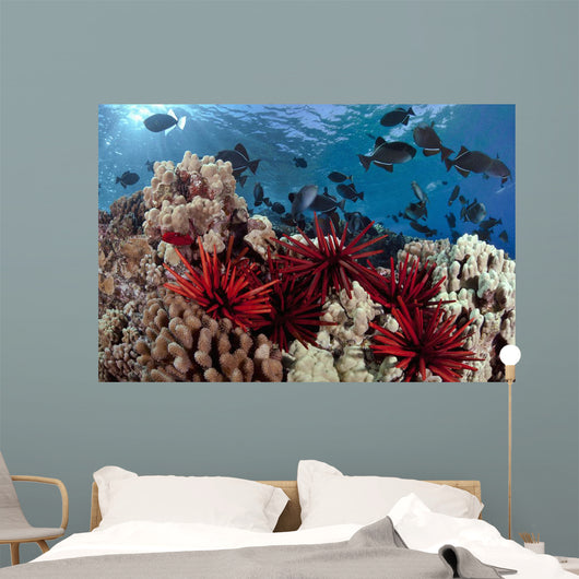 Slate pencil sea urchins Wall Mural