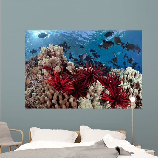 Slate pencil sea urchins Wall Mural