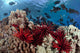 Slate pencil sea urchins Wall Mural
