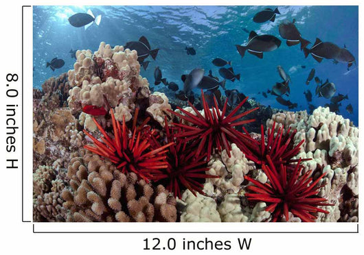 Slate pencil sea urchins Wall Mural
