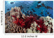 Slate pencil sea urchins Wall Mural