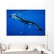 Hawaii, An underwater view of the tail of a humpback whale Wall Mural