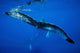 Hawaii, An underwater view of the tail of a humpback whale Wall Mural